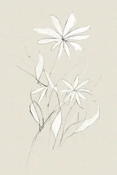 Bauernhofblume