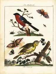 Gimpel, Kanarienvogel, Schmetterling, Motte usw. 1792 (Gravur)