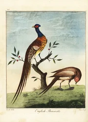 Englische Fasane, männlich und weiblich. 1792 (Gravur)