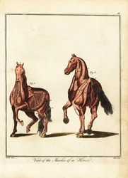 Muskulatur eines Pferdes. 1792