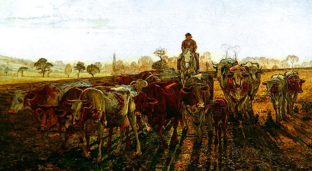 Kühe gehen nach Hause