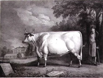 Der Baron, ein preisgekrönter Shorthorn (Die Nannau Weiße Kuh) graviert von Charles Joseph Hullamandel (1789-1850) 1824