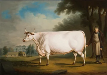 Der Nannau-Ochse