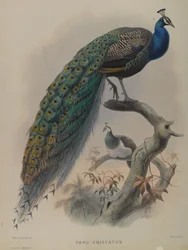 Pavo Cristafus - Gemeiner Pfau