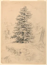 Zeichnung, Studie einer Hemlocktanne, North Conway, New Hampshire