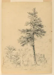 Studie von Schierling, Gorham, New Hampshire