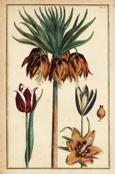Kaiserkrone, Fritillaria imperialis, und Tulpen, Tulipa gesneriana