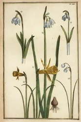 Wilde Narzisse, Narcissus pseudonarcissus, und Schneeglöckchen, Galanthus nivalis