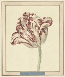 Tulpe, mit dem Namen Bisar, Kardinal de Fleuri