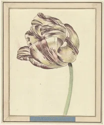Tulpe, mit dem Namen Bisar, Staaten Generaal