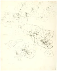 Blattstudien