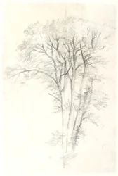 Baumstudie