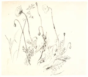 Mohnblumen