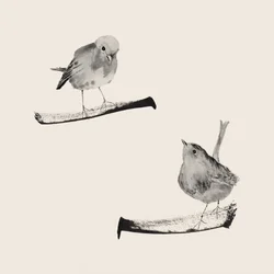 Zwei Sanfte Vögel
