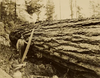 Holzfäller, Quersäge und gefällter Baum