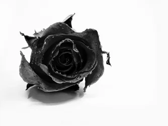 Nasse Schwarze Rose