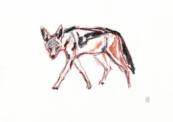 Afrikanischer Schabrackenschakal, 2019