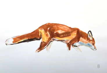 Rotfuchs