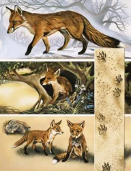 Der Fuchs
