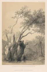 Der heilige Baum von Metereeah