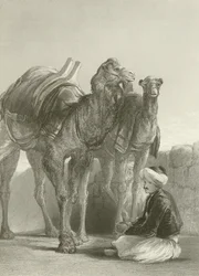 Eine Gruppe von Kamelen in Smyrna