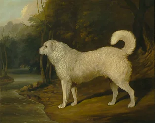 Porträt eines Hundes, Ross