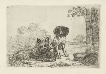 Zwei Hunde