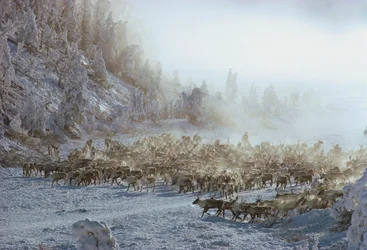 Rentiere, Elche, Karibus oder ähnliche Herde von Tieren in schneebedeckter Winterlandschaft