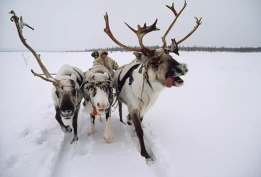 Rentiere ziehen einen Saami oder Lappen auf einem Schlitten durch den Schnee. In der Nähe von Lovozero, Russland.