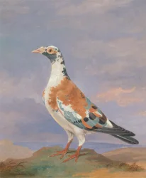 Studien einer Brieftaube