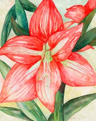 Amaryllis, 2005