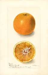 Orangen (Citrus sinensis: Bishops Favorite)