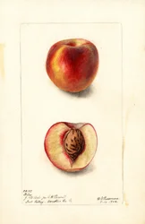 Pfirsiche (Prunus persica: Hiley)