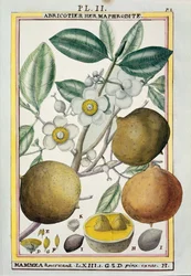 Hermaphroditischer Aprikosenbaum, aus 