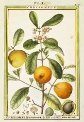 Chrysomele (Chrysomelis senticosa), Aquarell von Delahaye