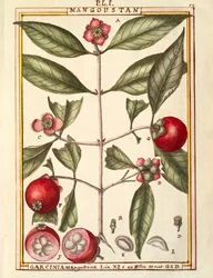 Mangostan (Garcinia mangostana), Aquarell von Delahaye