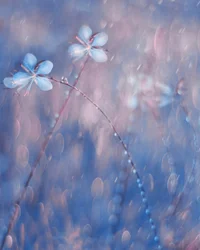 Zarte Tautropfen-Blumen