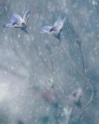 Träumende blaue Blüten