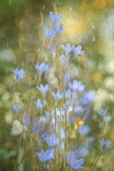Träumende blaue Schmetterlinge