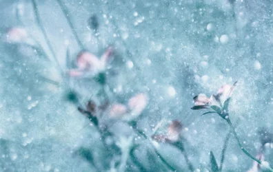 Träumende blaue Blumen