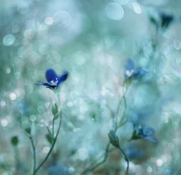 Träumerische blaue Blumen