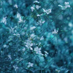 Träumende blaue Gartenblumen