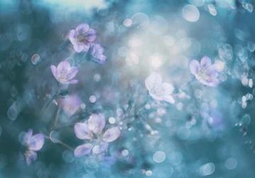 Träumerische Bokeh-Blumen