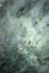 Träumerisches Blumen-Bokeh