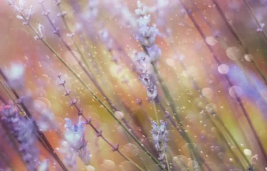 Träumerisches Lavendel-Bokeh