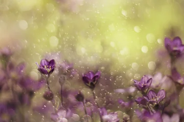 Träumende violette Blüten