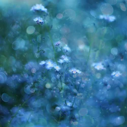 Sanfte blaue Bokeh-Blumen