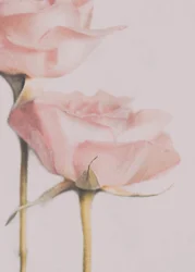 Weiche Rosa Rosen