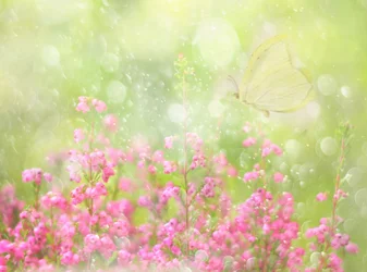 Weicher Sommer-Schmetterling