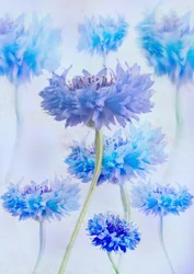 Ätherische blaue Kornblumen